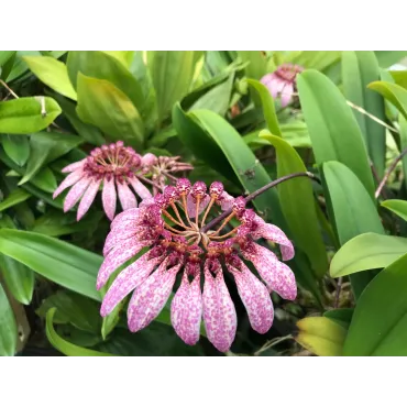 Bulbophyllum eberhardtii