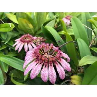 Bulbophyllum eberhardtii