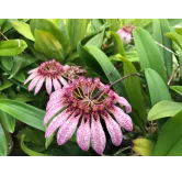 Bulbophyllum eberhardtii