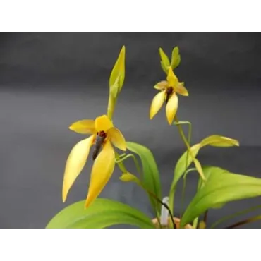 Bulbophyllum orthoglossum