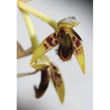 Bulbophyllum schinzianum