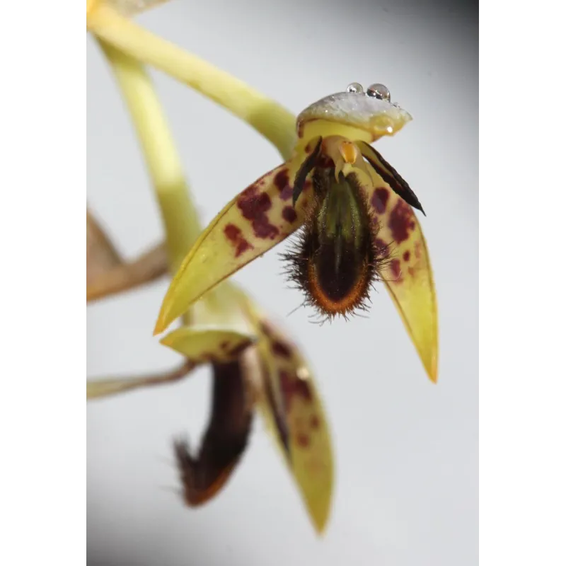 Bulbophyllum schinzianum