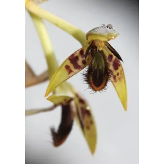 Bulbophyllum schinzianum