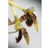 Bulbophyllum schinzianum