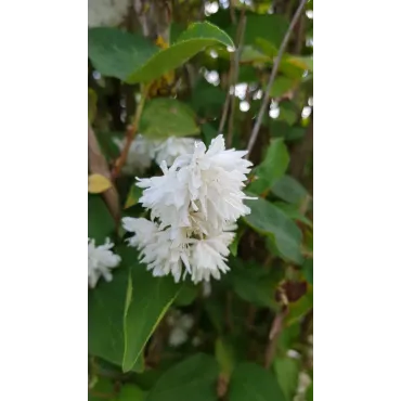 Deutzia x magnifica