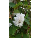 Deutzia x magnifica