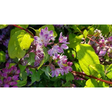 Deutzia x hybrida 'Perle rose'