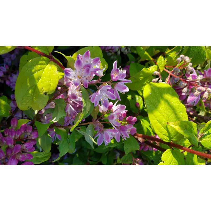 Deutzia x hybrida 'Perle rose'