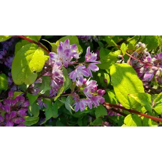 Deutzia x hybrida 'Perle rose'