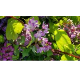 Deutzia x hybrida 'Perle rose'