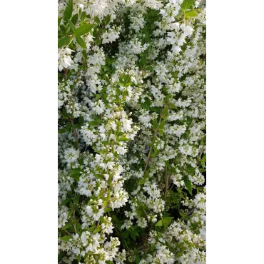 Deutzia gracilis