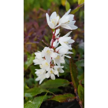 Deutzia gracilis 'Nikko'