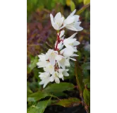 Deutzia gracilis 'Nikko'