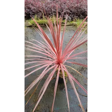 Cordyline australis 'Charly boy'