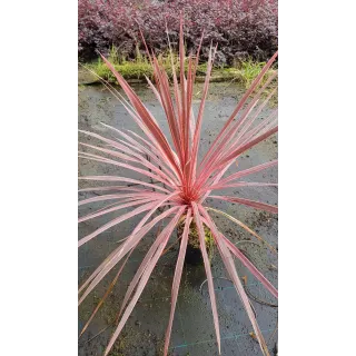 Cordyline australis 'Charly boy'