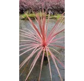 Cordyline australis 'Charly boy'