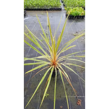 Cordyline australis 'Torbay Dazzler'