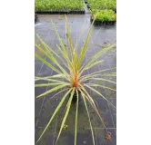 Cordyline australis 'Torbay Dazzler'