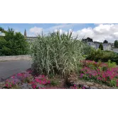 Arundo donax 'Variegata'