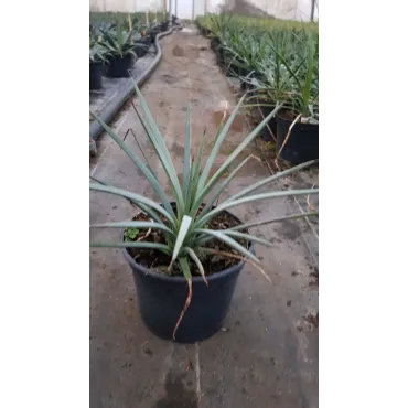 Agave striata subsp. 'Falcata'