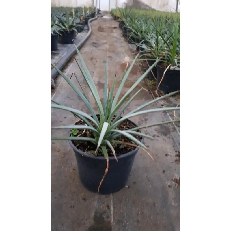 Agave striata subsp. 'Falcata'