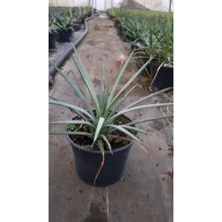 Agave striata subsp. 'Falcata'