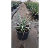 Agave striata subsp. 'Falcata'