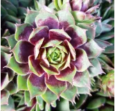 Sempervivum chick charms Â® cranberry cocktail