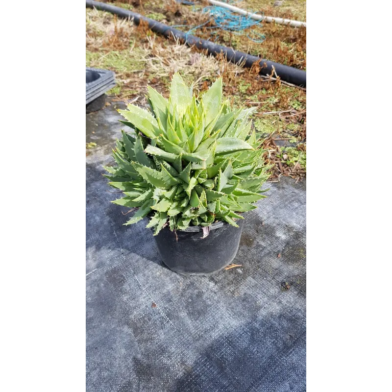 Aloe polyphylla 'Cristata'