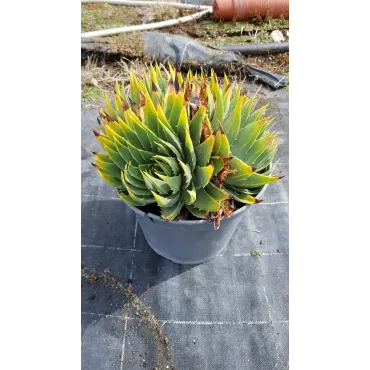 Aloe polyphylla 'Cristata'