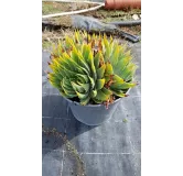 Aloe polyphylla 'Cristata'