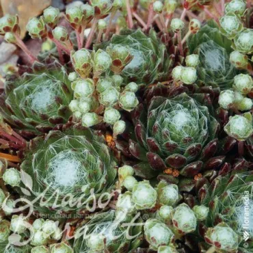 Sempervivum x arachnoideum