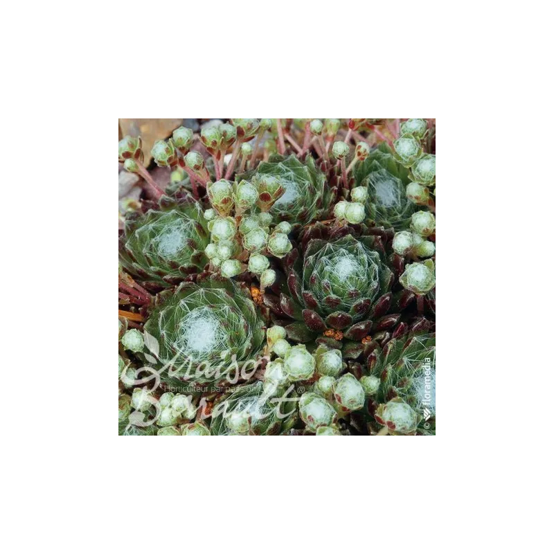 Sempervivum x arachnoideum