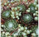 Sempervivum x arachnoideum