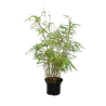 Fargesia rufa - hauteur totale 40-70 cm - pot 2 ltr