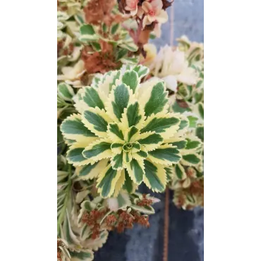 Sedum takesimense 'Atlantis'Â®