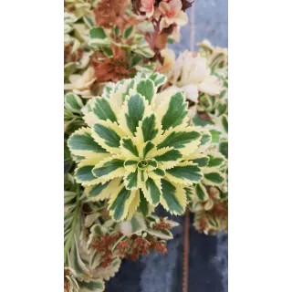 Sedum takesimense 'Atlantis'Â®