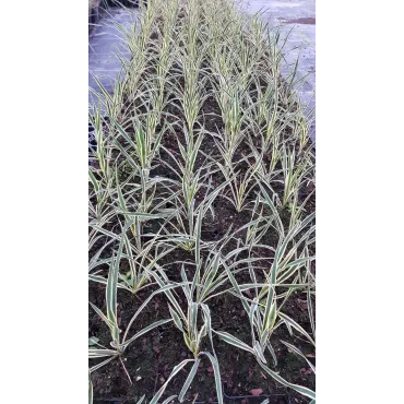 Yucca filamentosa 'Bright Edge'