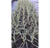 Yucca filamentosa 'Bright Edge'