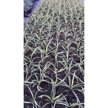 Yucca filamentosa 'Color Guard'