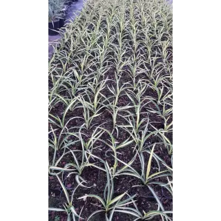 Yucca filamentosa 'Color Guard'