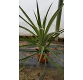 Ananas comosus 'Victoria'