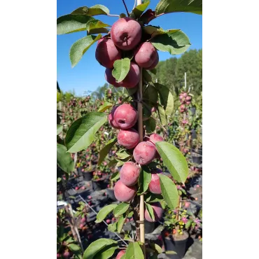 Pommier colonnaire BallerinaÂ® 'Maypole'