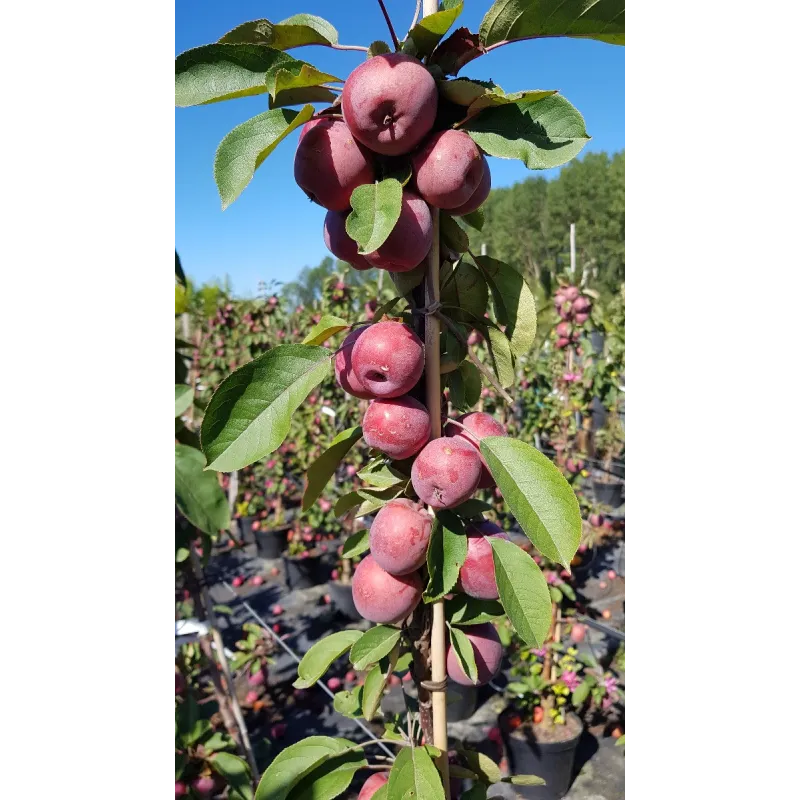 Pommier colonnaire BallerinaÂ® 'Maypole'