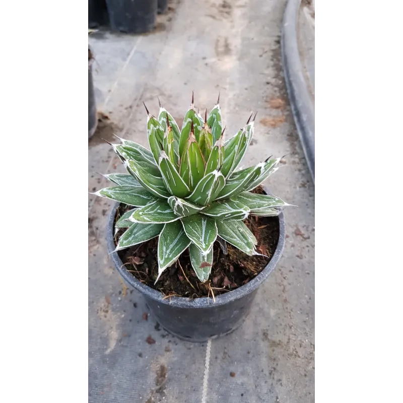 Agave victoriae-reginae Var. Victoriae-reginae