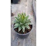 Agave victoriae-reginae Var. Victoriae-reginae