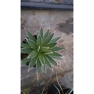 Agave filifera 'Multifilifera'