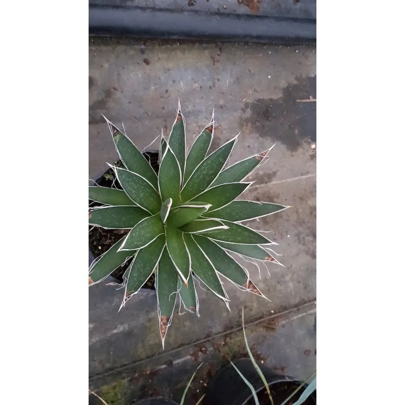 Agave filifera 'Multifilifera'