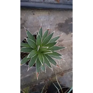 Agave filifera 'Multifilifera'