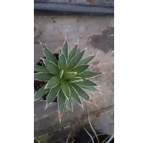 Agave filifera 'Multifilifera'